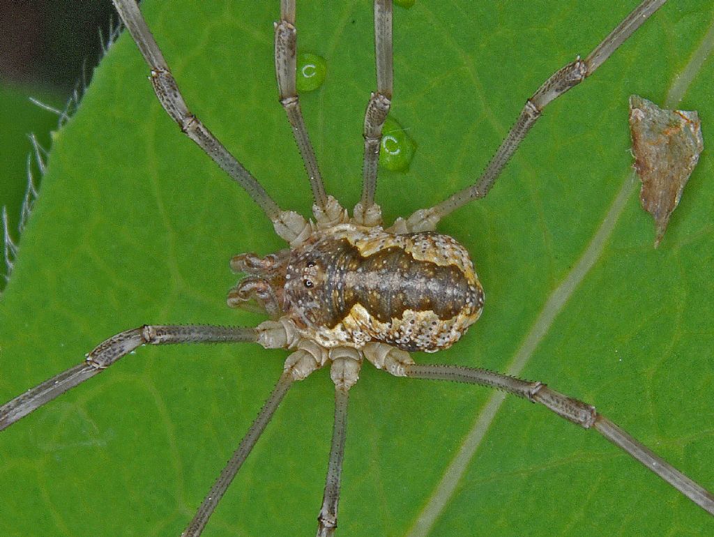 Mitopus morio (Phalangiidae)